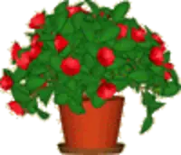 Desktop Plant